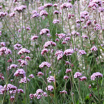 Gėlė. Verbena Common
