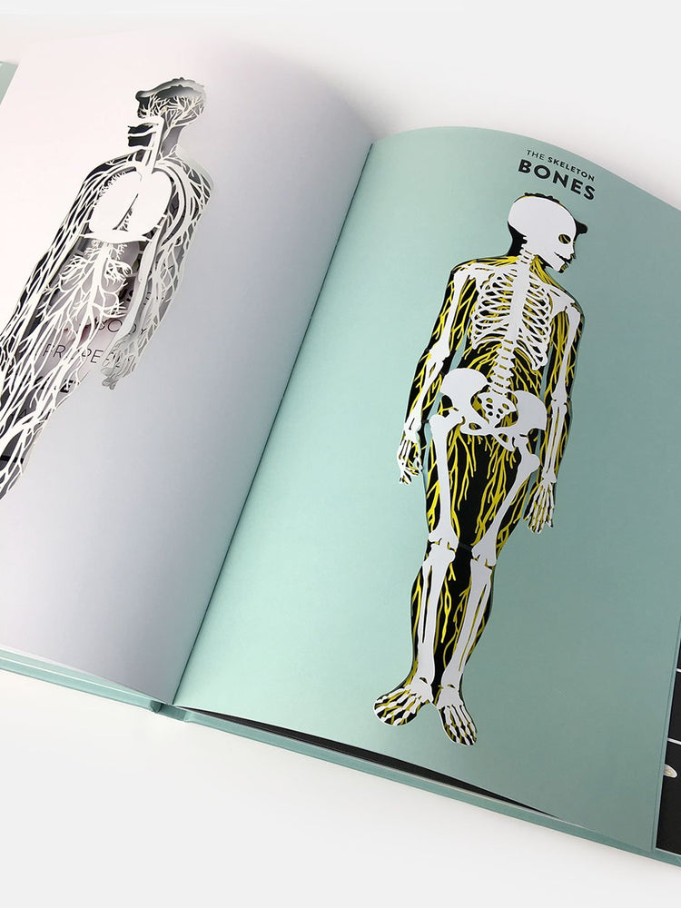 Knyga. Anatomy