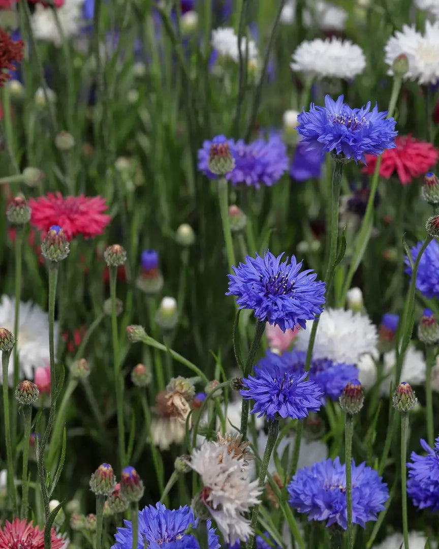 Gėlė. Rugiagėlė [Cornflower Polka Dot Mix]