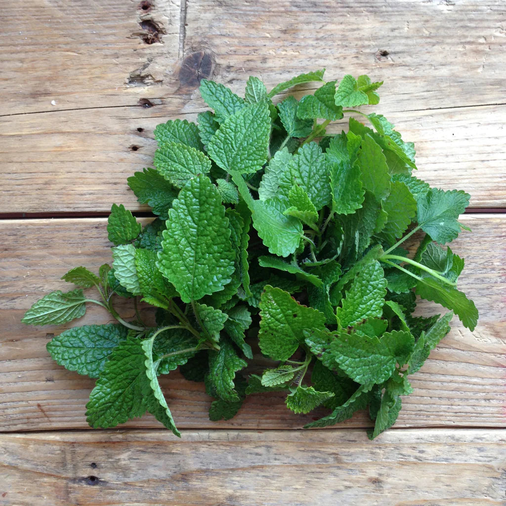 Prieskoninė žolelė. Melisa [Lemon Balm Quedlinburger Niederliegende]
