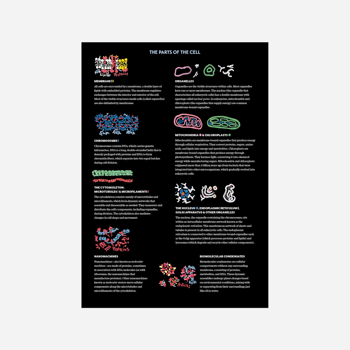 Knyga. Cells: The Illustrated Story of Life