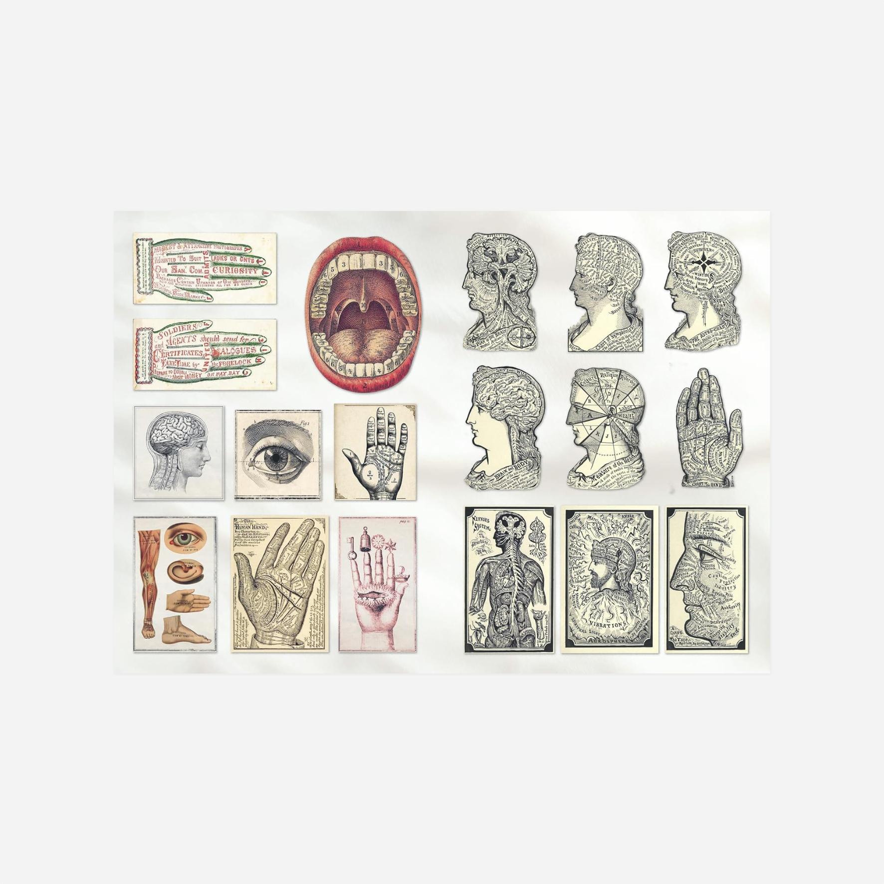 Knyga. The Curious Collections Sticker Book