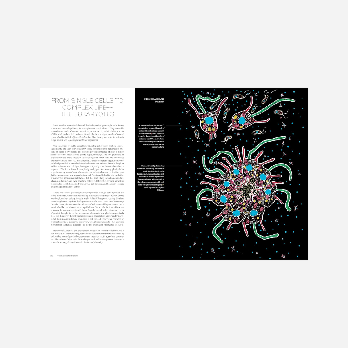 Knyga. Cells: The Illustrated Story of Life