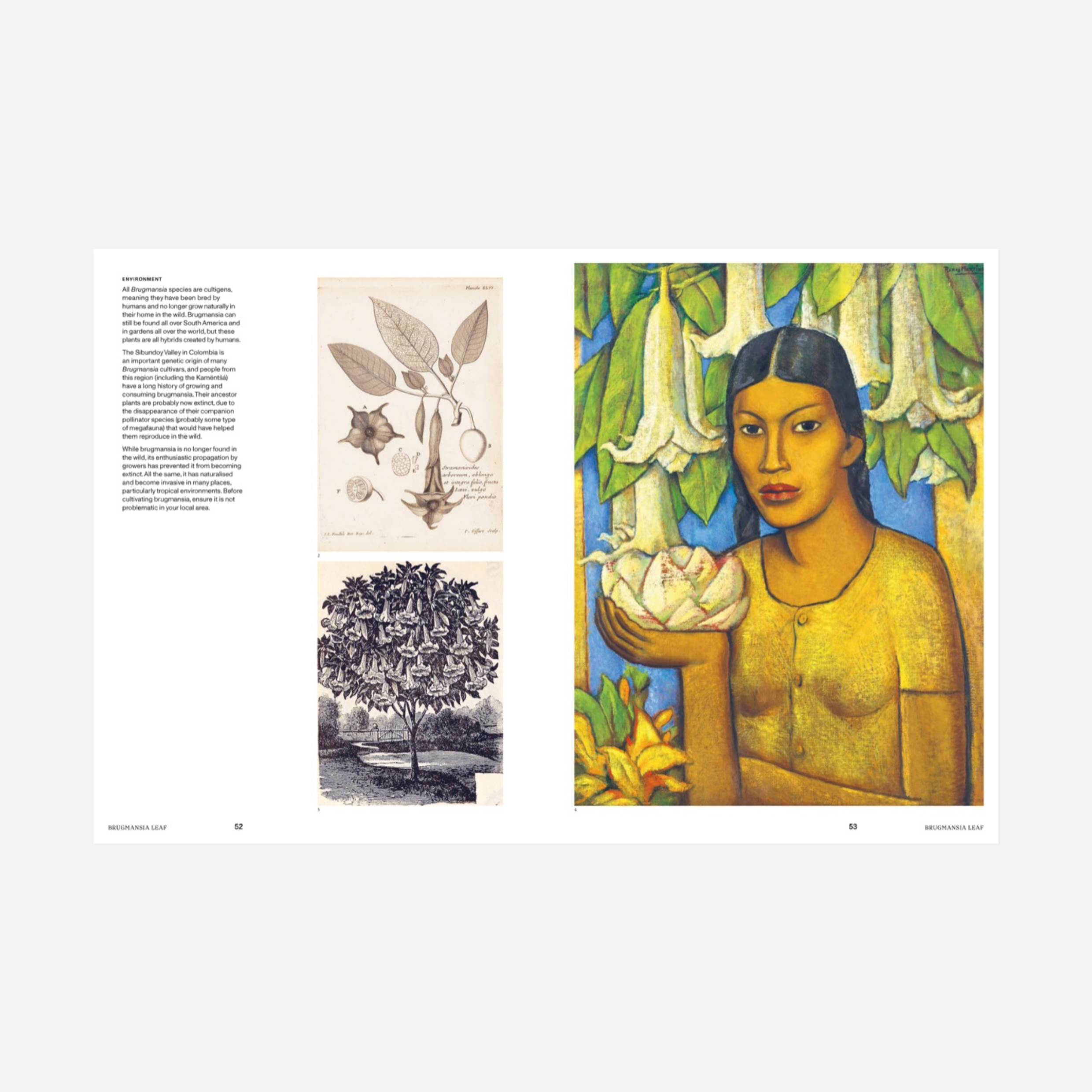 Knyga. Psychoactive Plants & Fungi