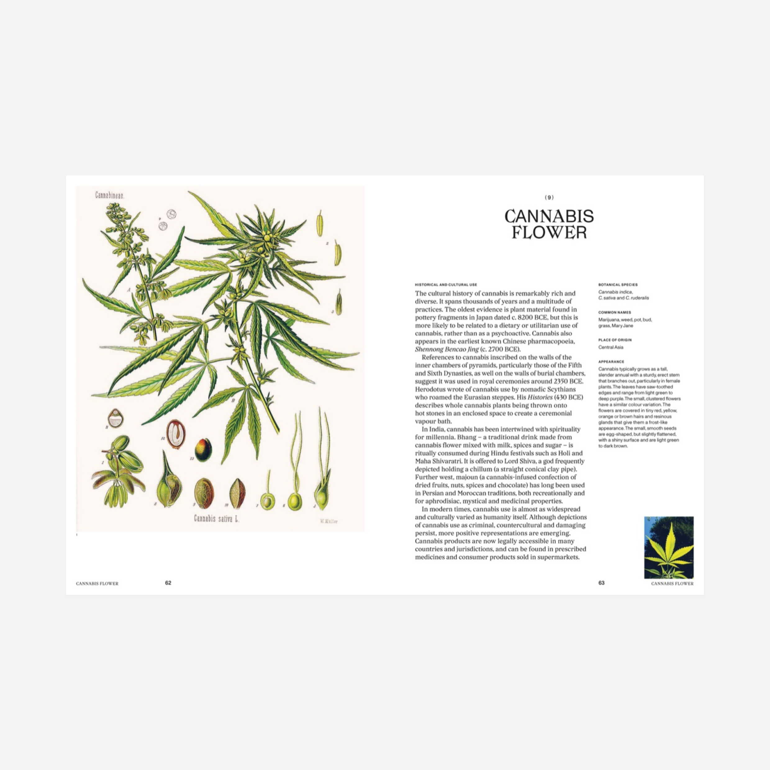 Knyga. Psychoactive Plants & Fungi