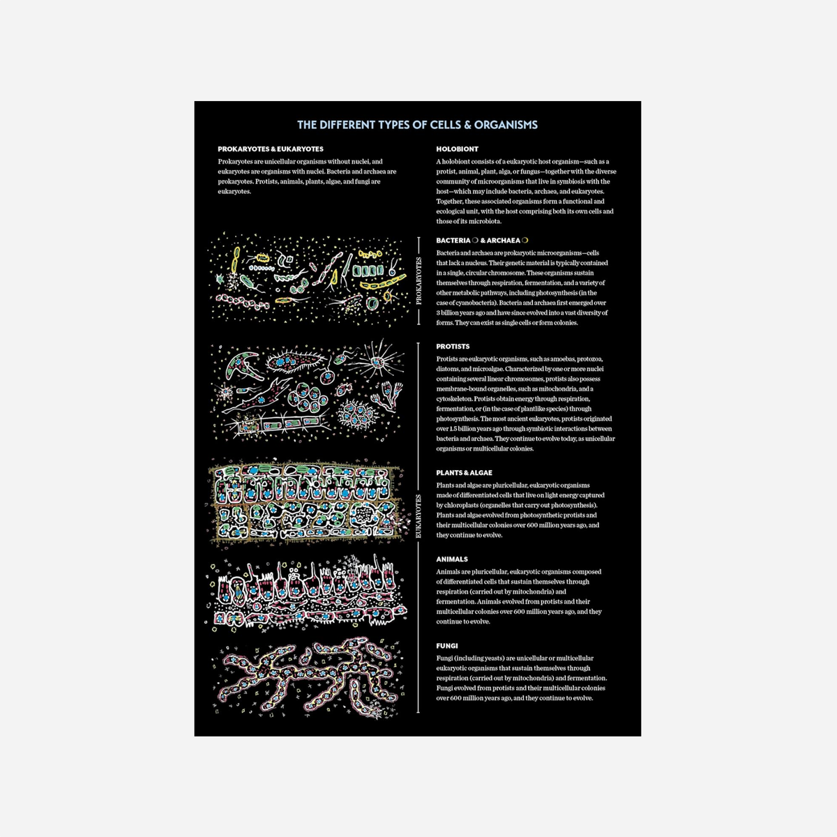 Knyga. Cells: The Illustrated Story of Life