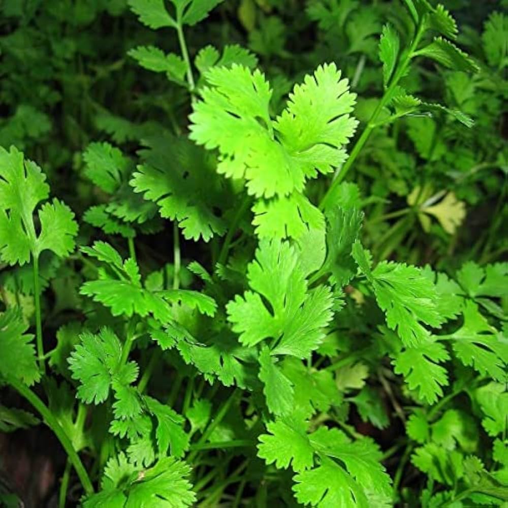 Prieskoninė žolelė. Kalendra [Coriander Thüringer]