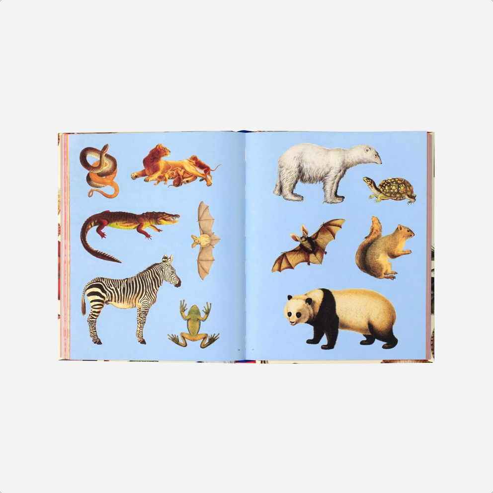 Knyga. Extraordinary Things Sticker Book