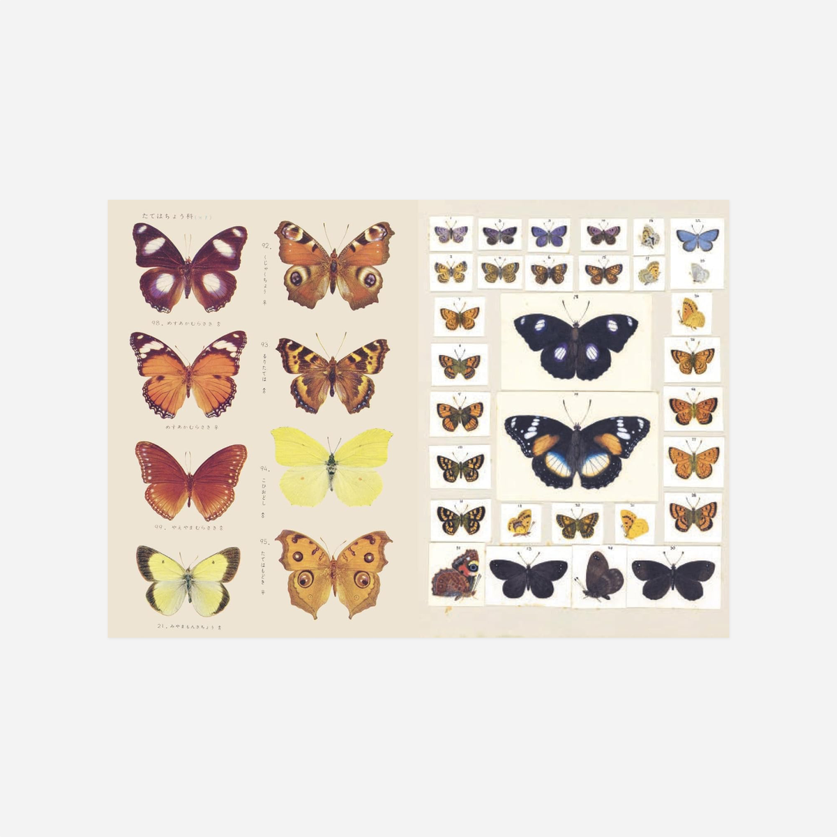 Knyga. The Curious Collections Sticker Book