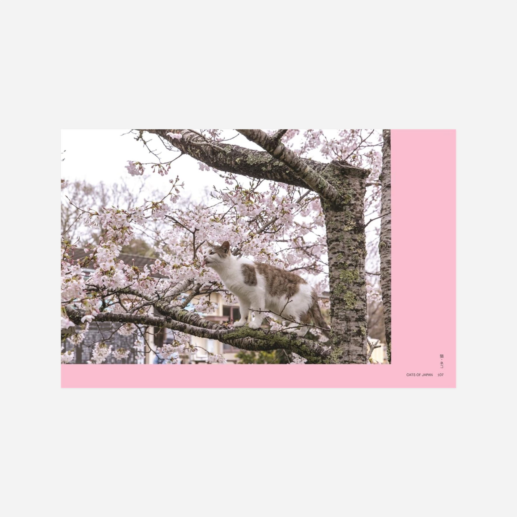 Knyga. Neko: Cats of Japan