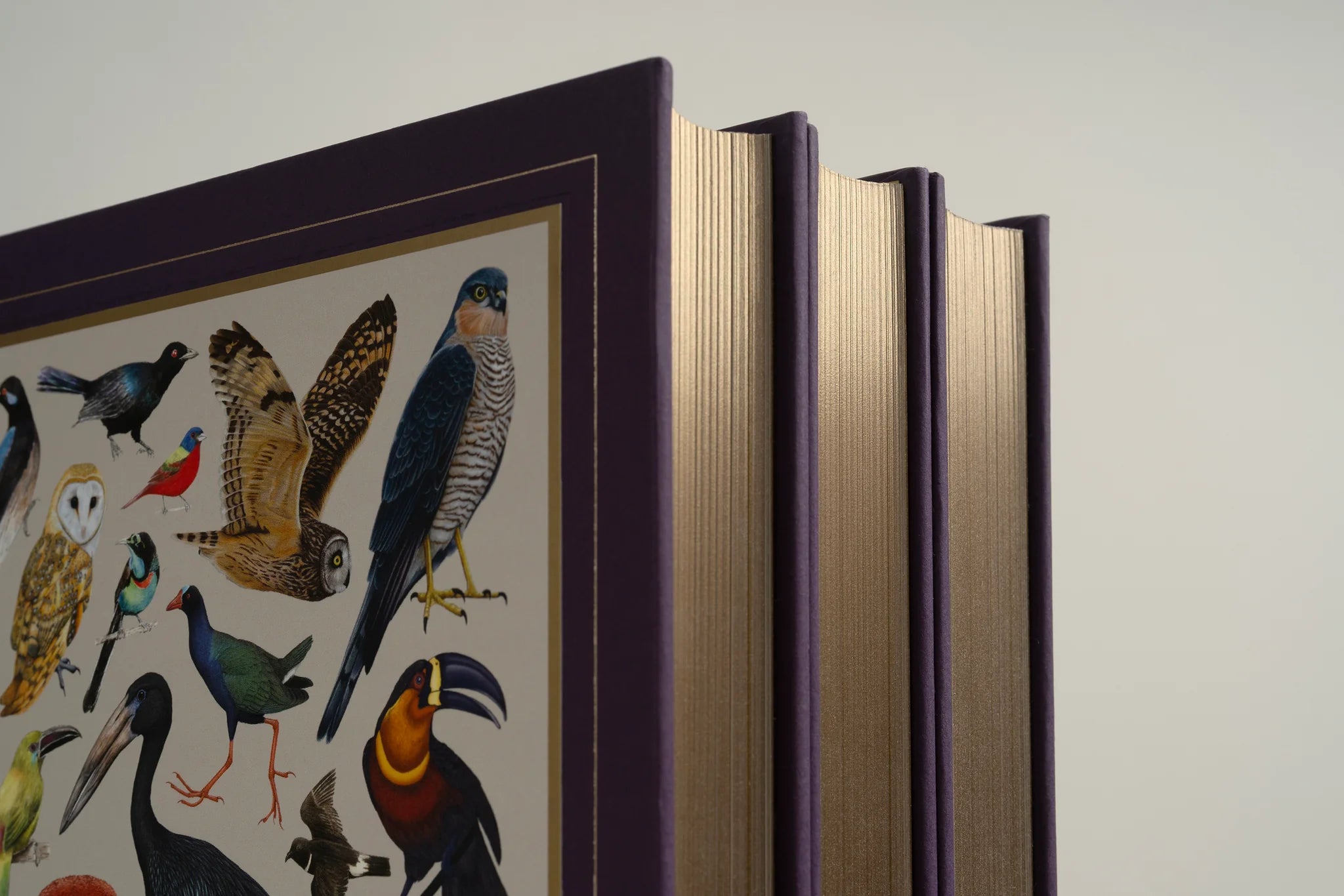 Knyga. Avian Inspiration