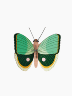 Dėlionė. Fern Striped Butterfly