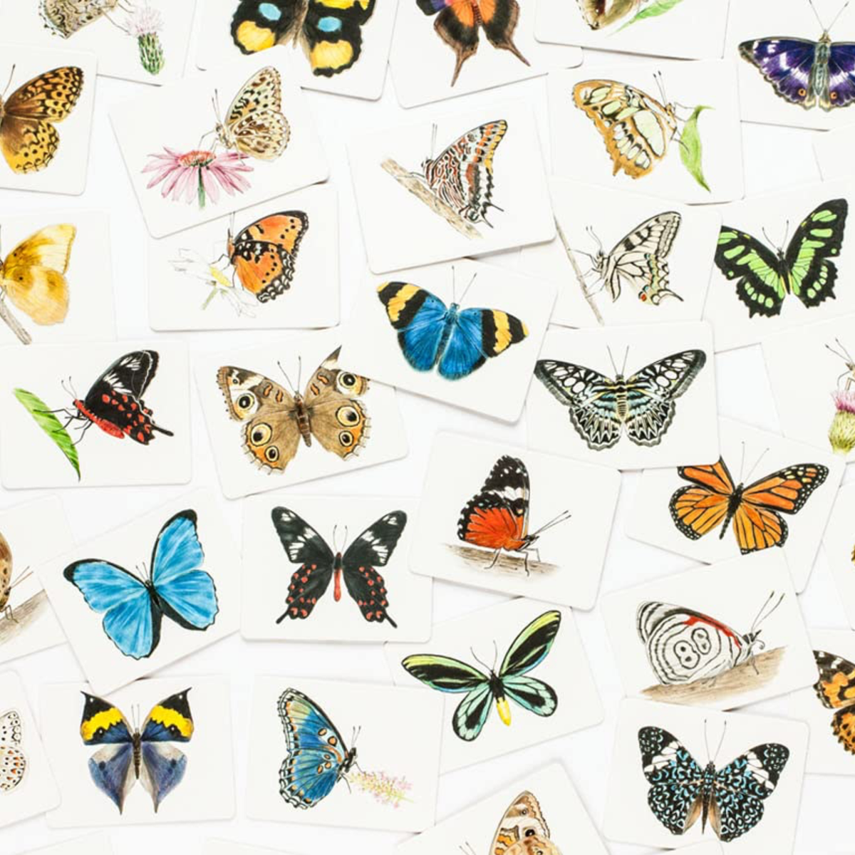 Kortelės. Butterfly Wings