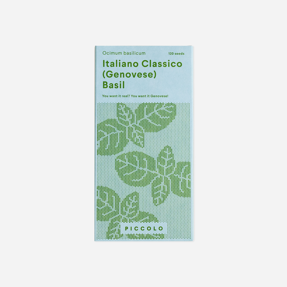 Prieskoninė žolelė. Bazilikas "Basil Genovese"