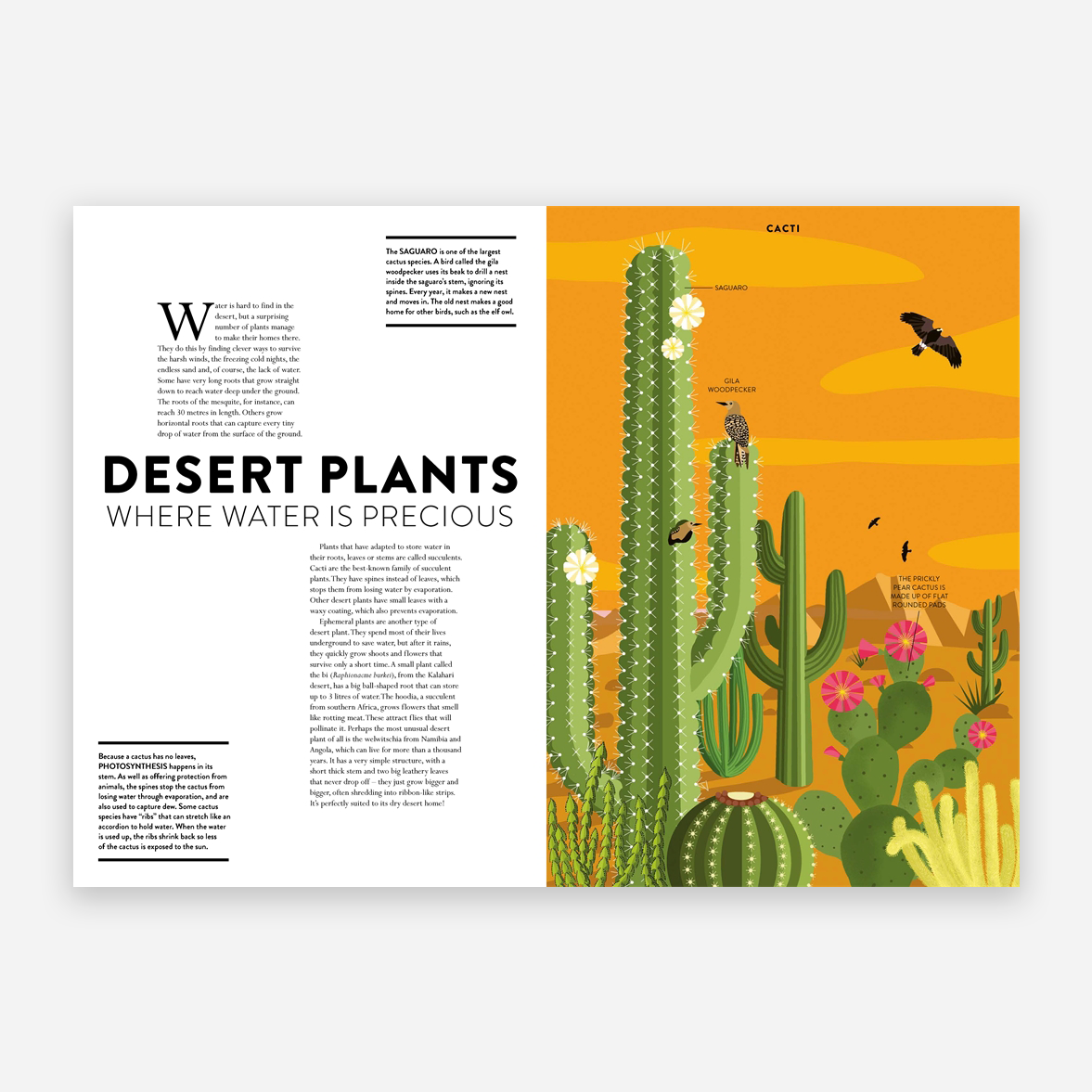 Knyga. Plant Life