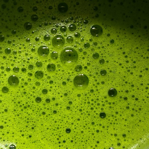 Matcha arbata. Ceremonial Grade [Eco]