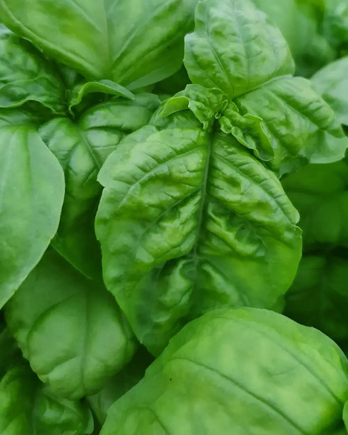 Prieskoninė žolelė. Bazilikas [Bolloso Napoletano]