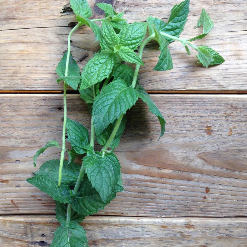Prieskoninė žolelė. Mėta [Moroccan Spearmint]