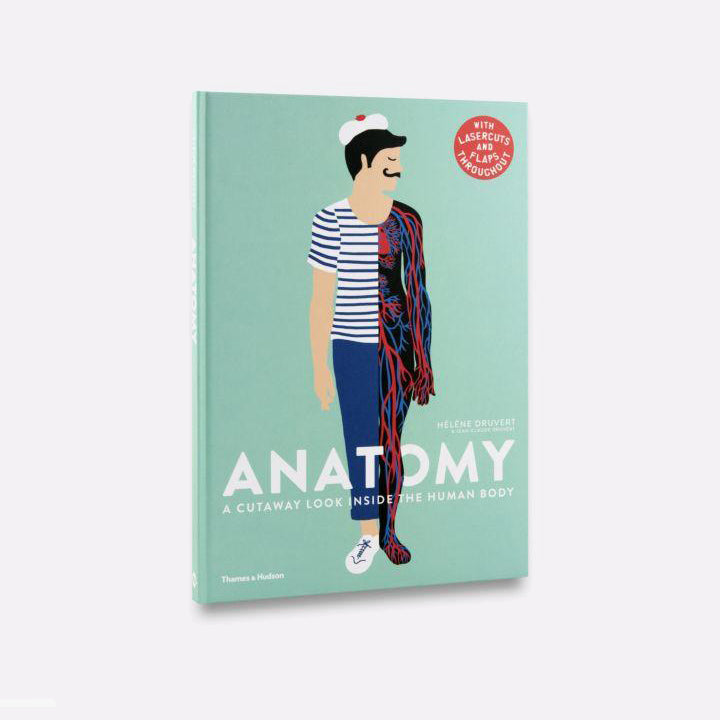 Anatomy. A cutaway look to the human body