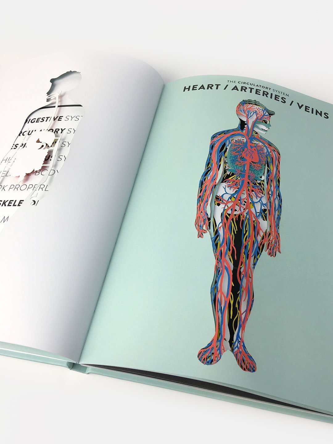 Knyga. Anatomy
