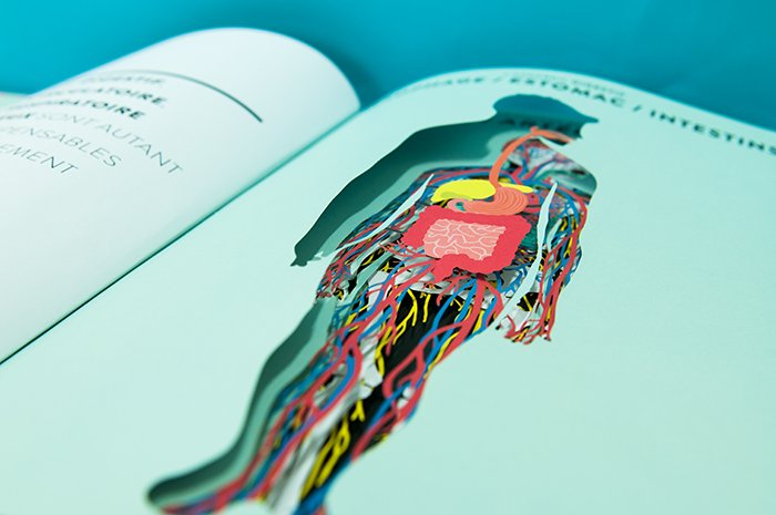 Knyga. Anatomy