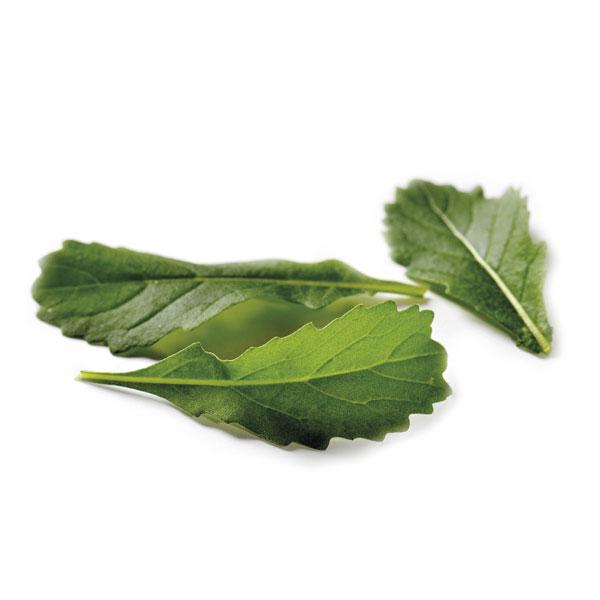 Daržovė. Gražgarstė [Wildfire-Wasabi Rucola]